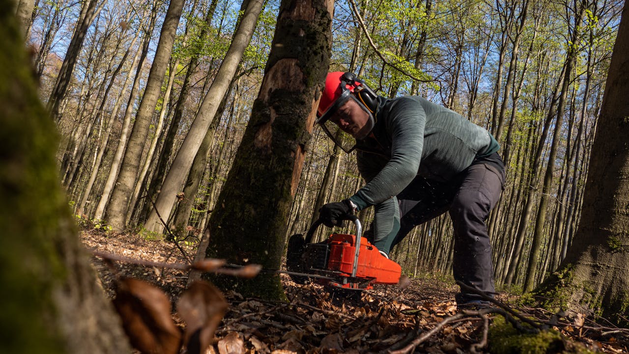 A man safely operates a chainsaw in Hohenstein, Germany's forest.