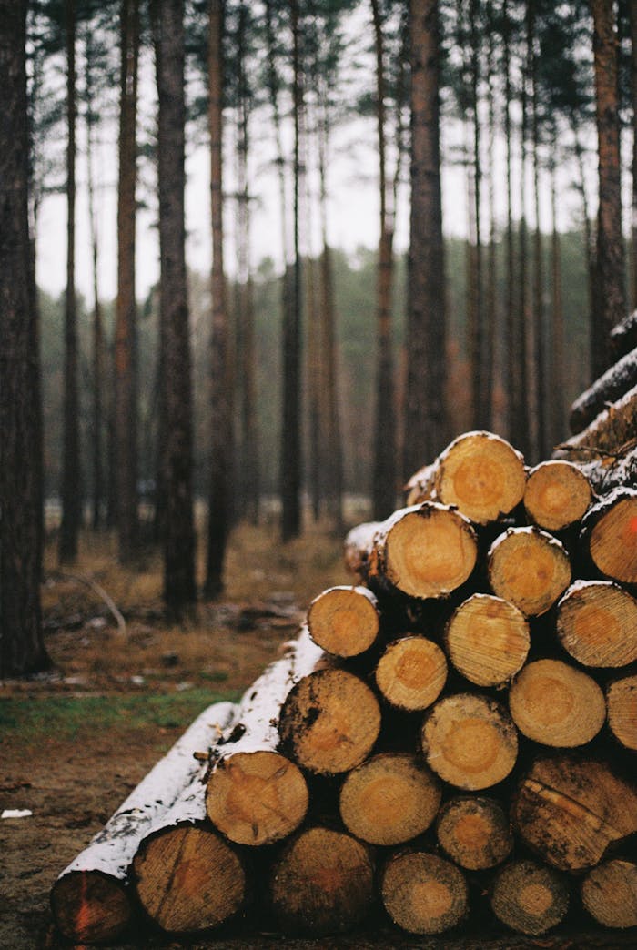 Pine trees and stacked logs in a Berlin forest create a natural, rustic scene.