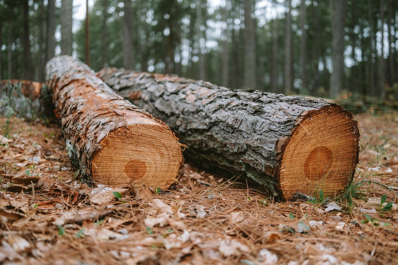 portfolio-03 Detailed view of tree logs on forest ground, showcasing texture and natural environment.