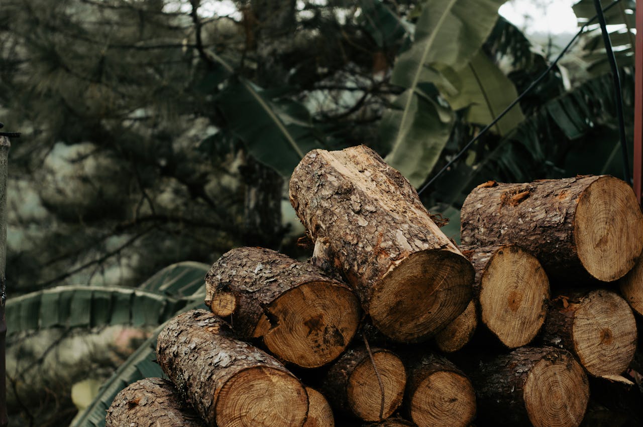 Pile of cut logs in a forest setting, showcasing timber and nature.