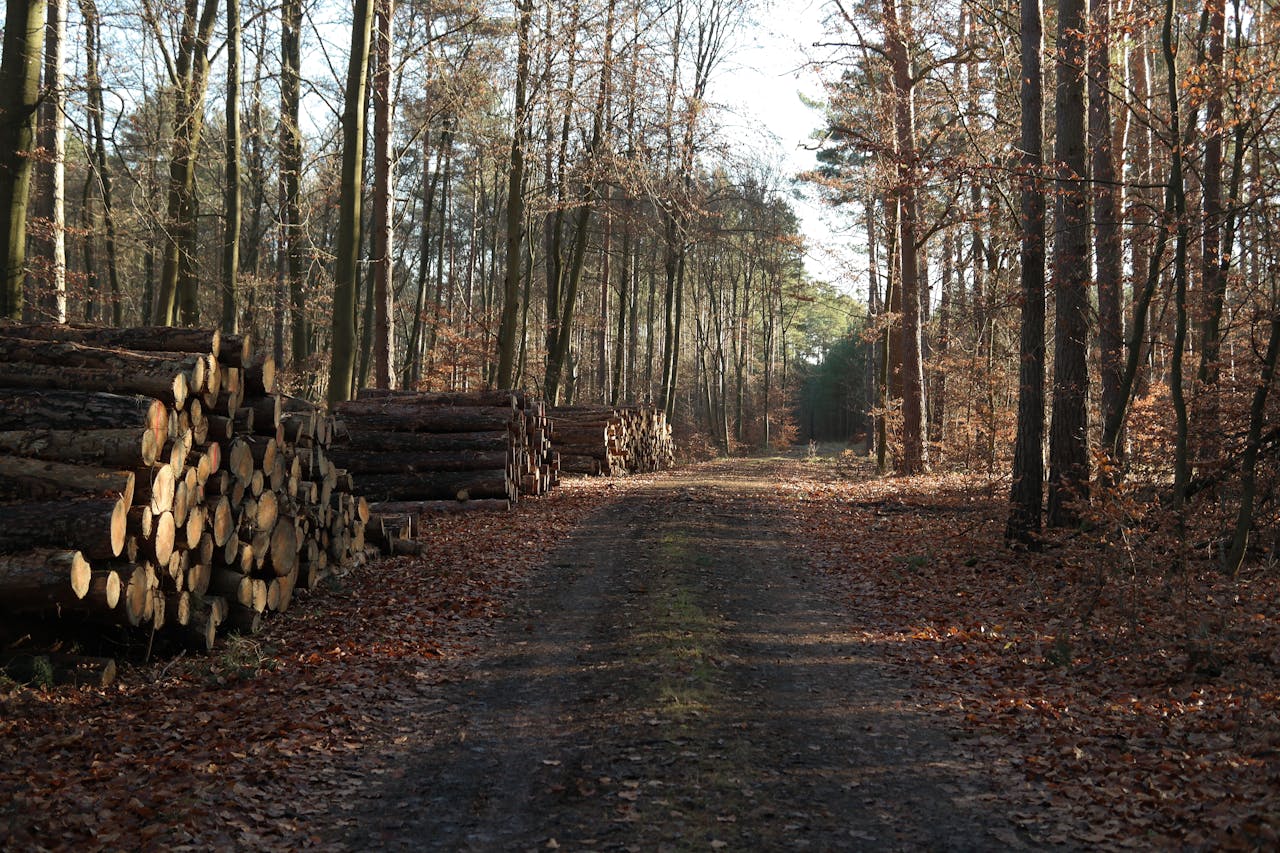 portfolio-02 Autumn forest path lined with logs under serene daylight, showcasing natural tranquility.
