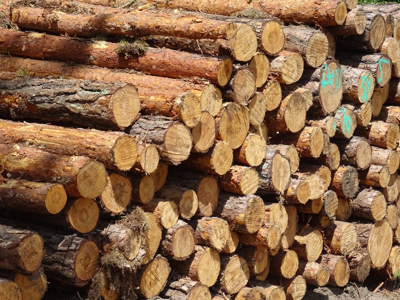 portfolio-04 Pile of freshly cut logs stacked outdoors, showcasing the textured wood and natural bark.