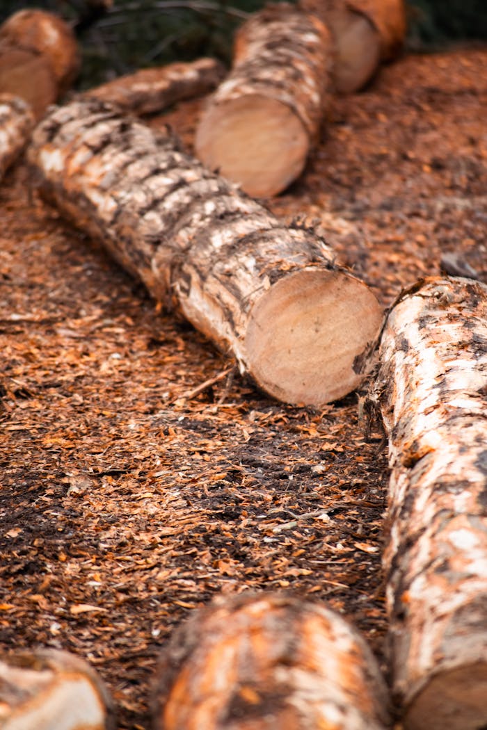portfolio-01 Close-up of cut logs on the forest floor, highlighting texture and natural patterns.