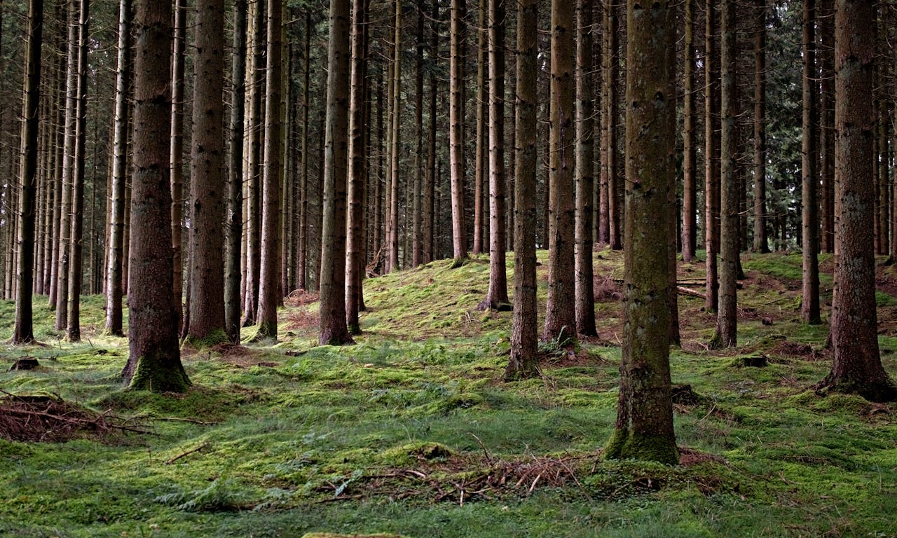 A tranquil forest scene featuring tall trees and lush green mossy ground.