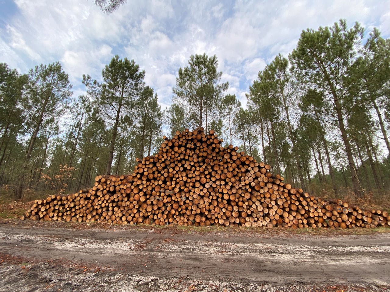 A large stack of logs in a forest, surrounded by tall trees under a cloudy sky.