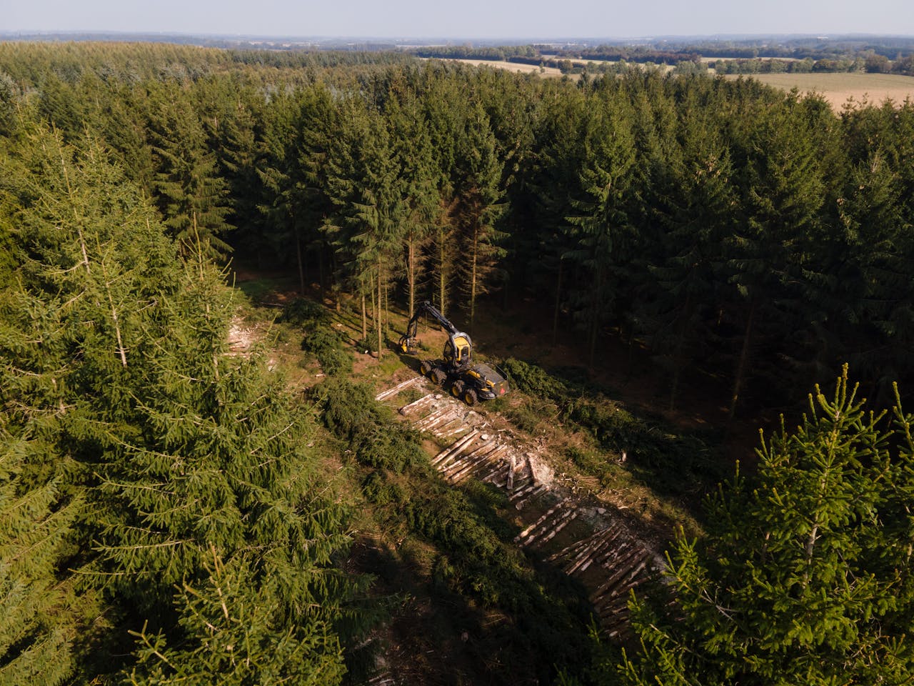 Drone view of tree harvesting in a dense forest in Denmark, highlighting sustainable forestry practices.